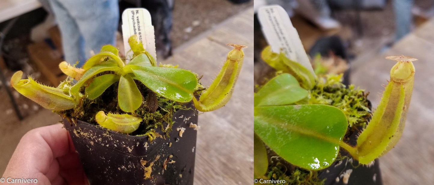 Nepenthes veitchii (