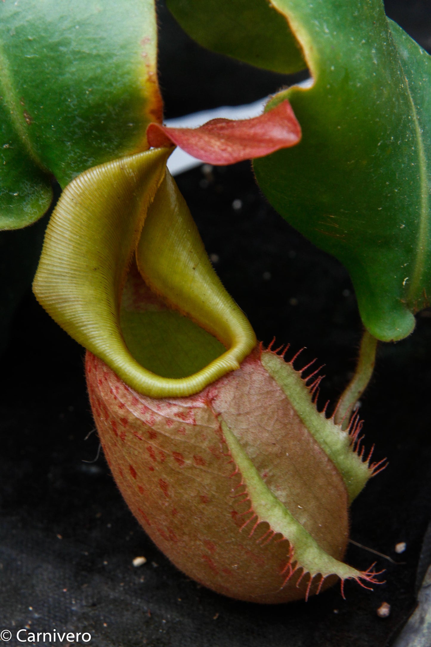 Nepenthes veitchii (m)