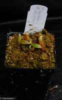 Nepenthes veitchii x macrophylla, CAR-0137