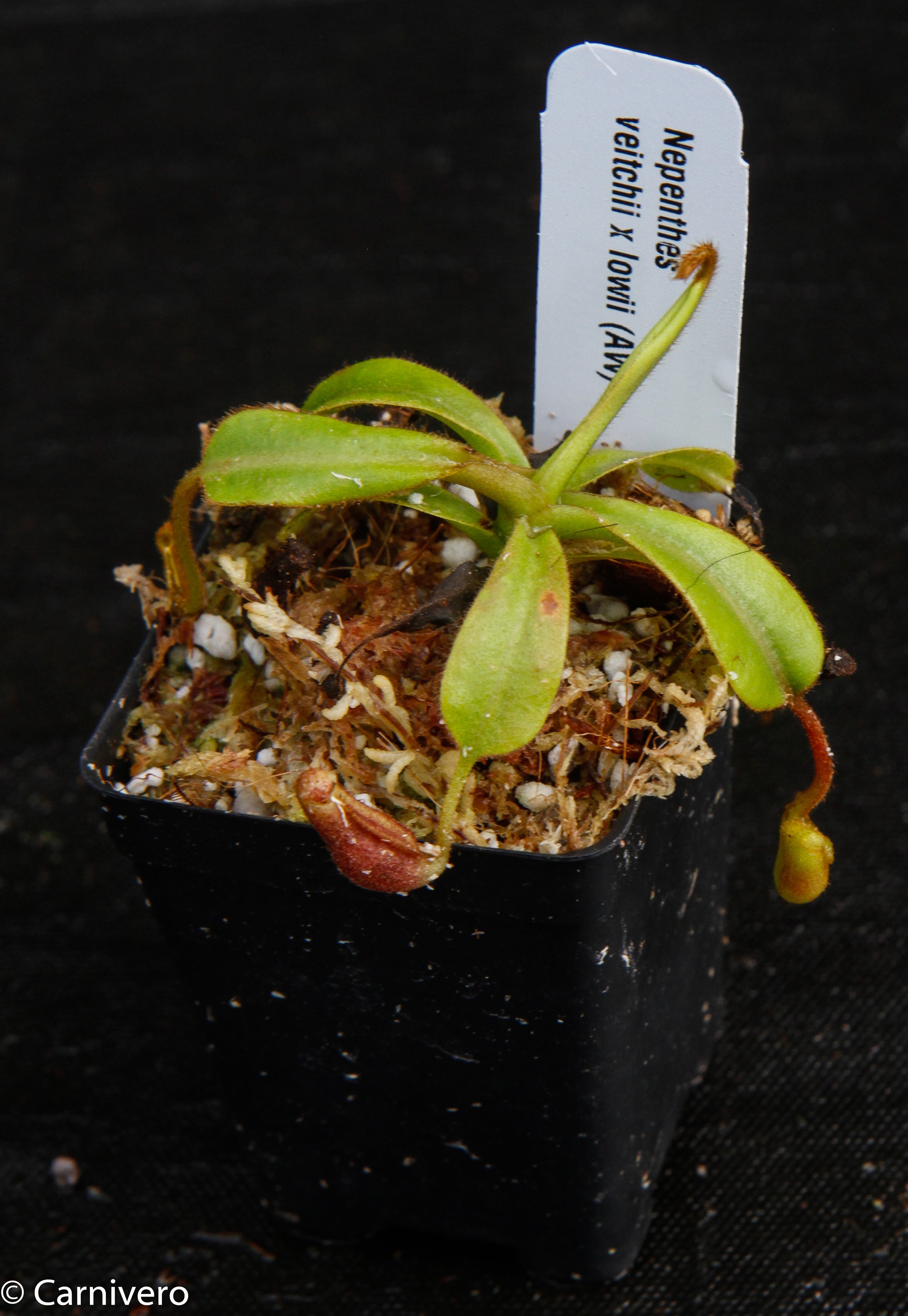 Nepenthes veitchii x lowii – Carnivero