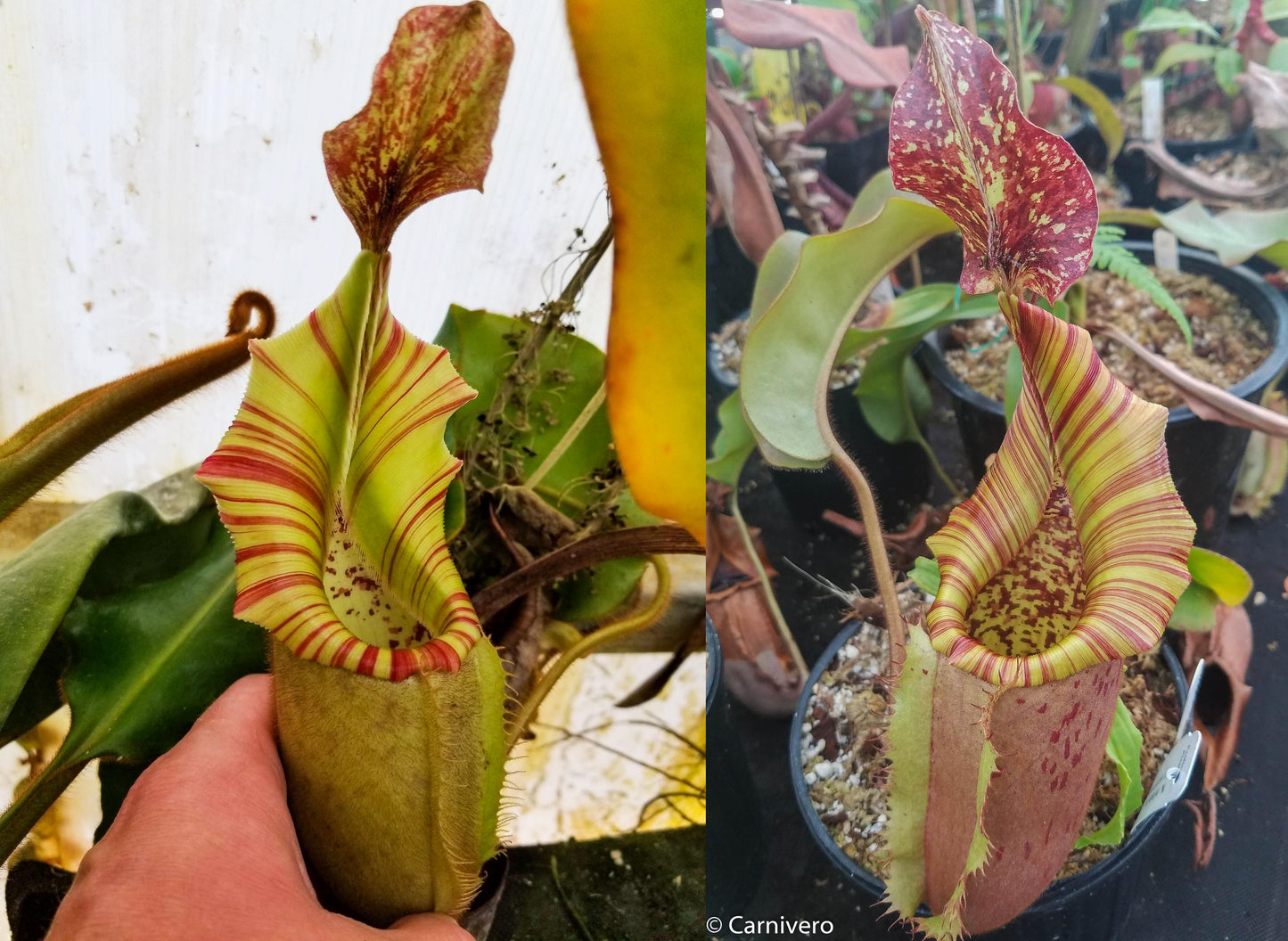 Nepenthes veitchii (k) x (eymae x veitchii), CAR-0318