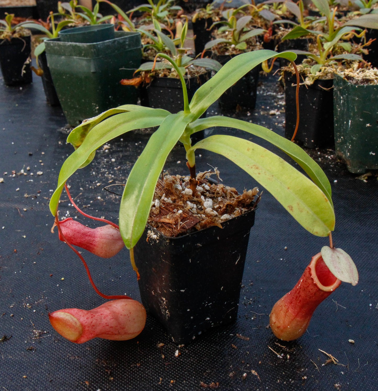 Nepenthes ventricosa red, pitcher plant, carnivorous plant, collectors plant, large pitchers, rare plants