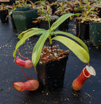 Nepenthes ventricosa red, pitcher plant, carnivorous plant, collectors plant, large pitchers, rare plants 