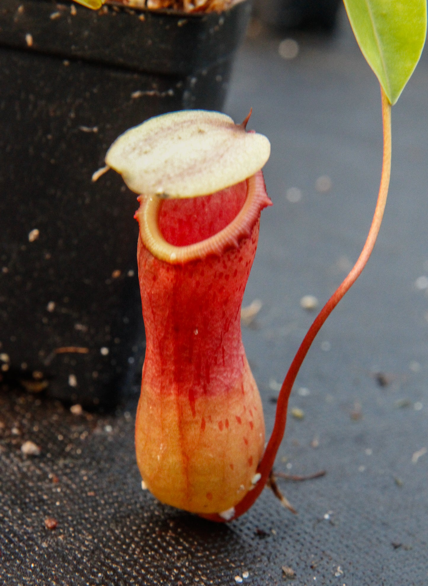 Nepenthes ventricosa red, pitcher plant, carnivorous plant, collectors plant, large pitchers, rare plants