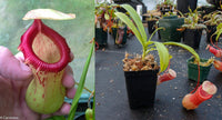 Nepenthes ventricosa (Denver x AG3), CAR-0072 , pitcher plant, carnivorous plant, collectors plant, large pitchers, rare plants 