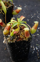 Nepenthes ventricosa Madja -as, BE-3278, pitcher plant, carnivorous plant, collectors plant, large pitchers, rare plants 