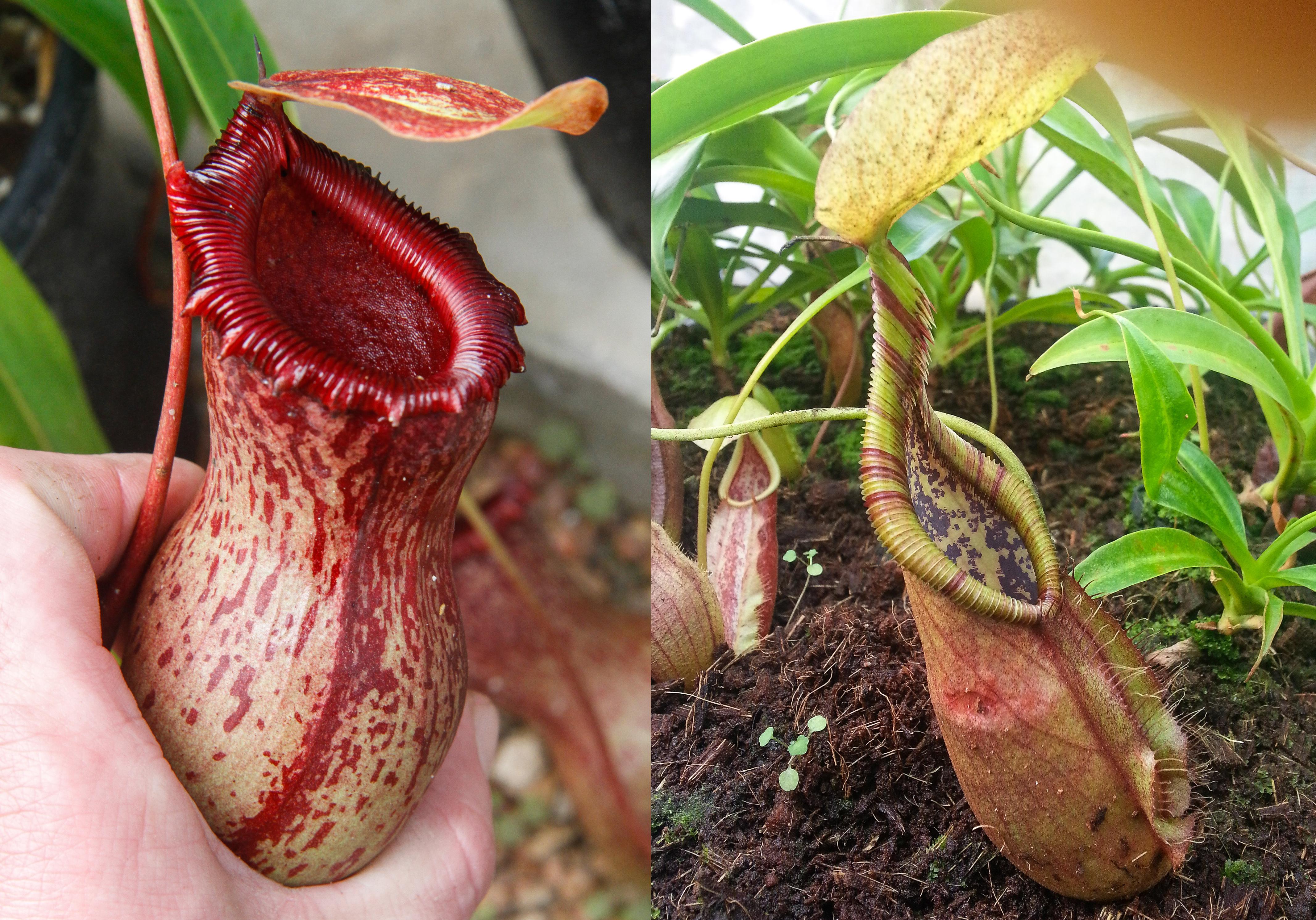 花蓮ページ Nepenthes ventricosa Madja-as x (singalana x rafflesiana), CAR