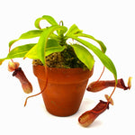 Nepenthes ventricosa [Madja-as x (BE x AG3)], CAR-0101, pitcher plant, carnivorous plant, collectors plant, large pitchers, rare plants