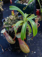 Nepenthes ventricosa Madja -as, BE-3278, pitcher plant, carnivorous plant, collectors plant, large pitchers, rare plants 