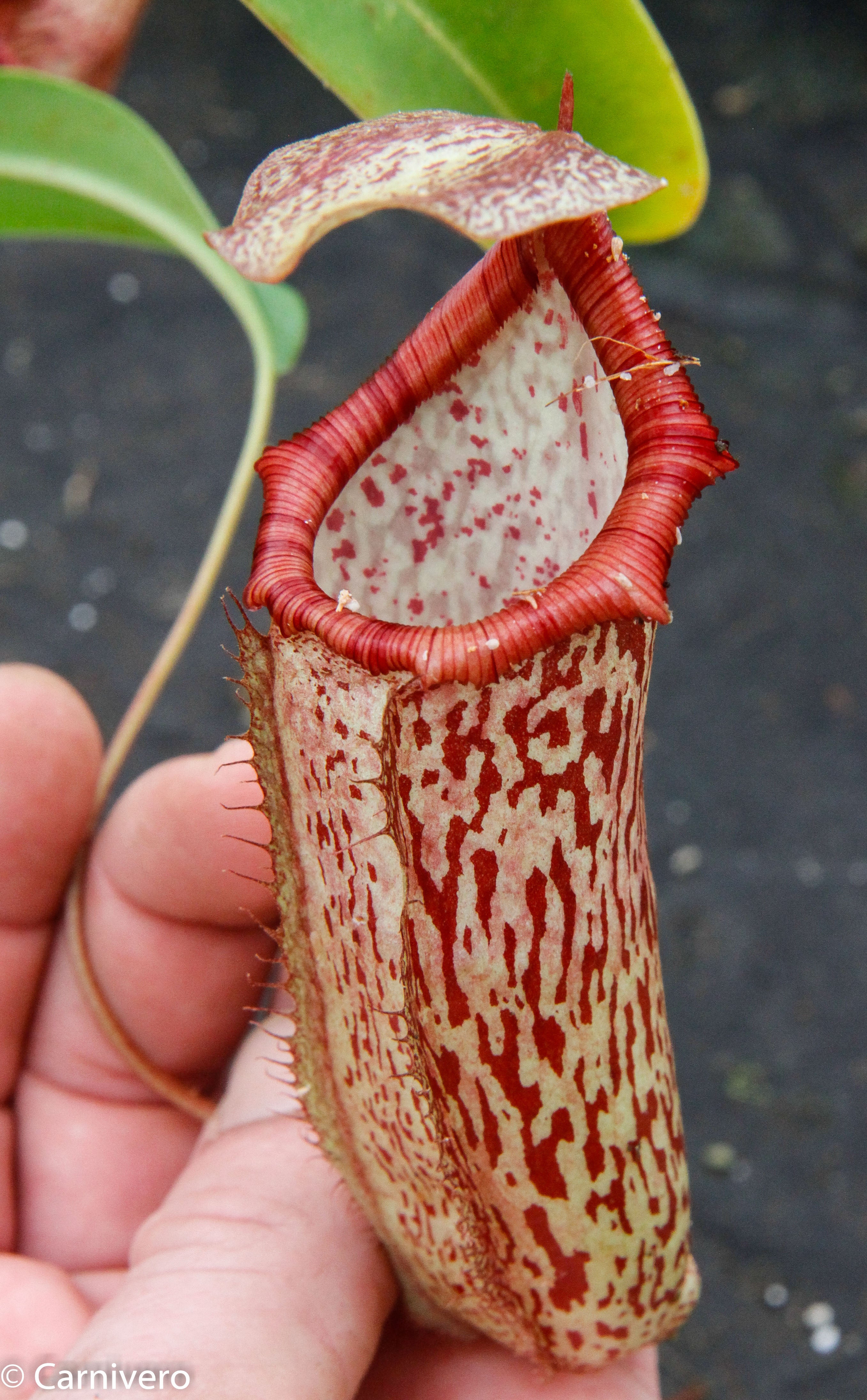 Nepenthes spectabilis x ventricosa, Exotica Plants – Carnivero