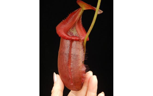 Nepenthes villosa x robcantleyi - Exact Plant – Carnivero