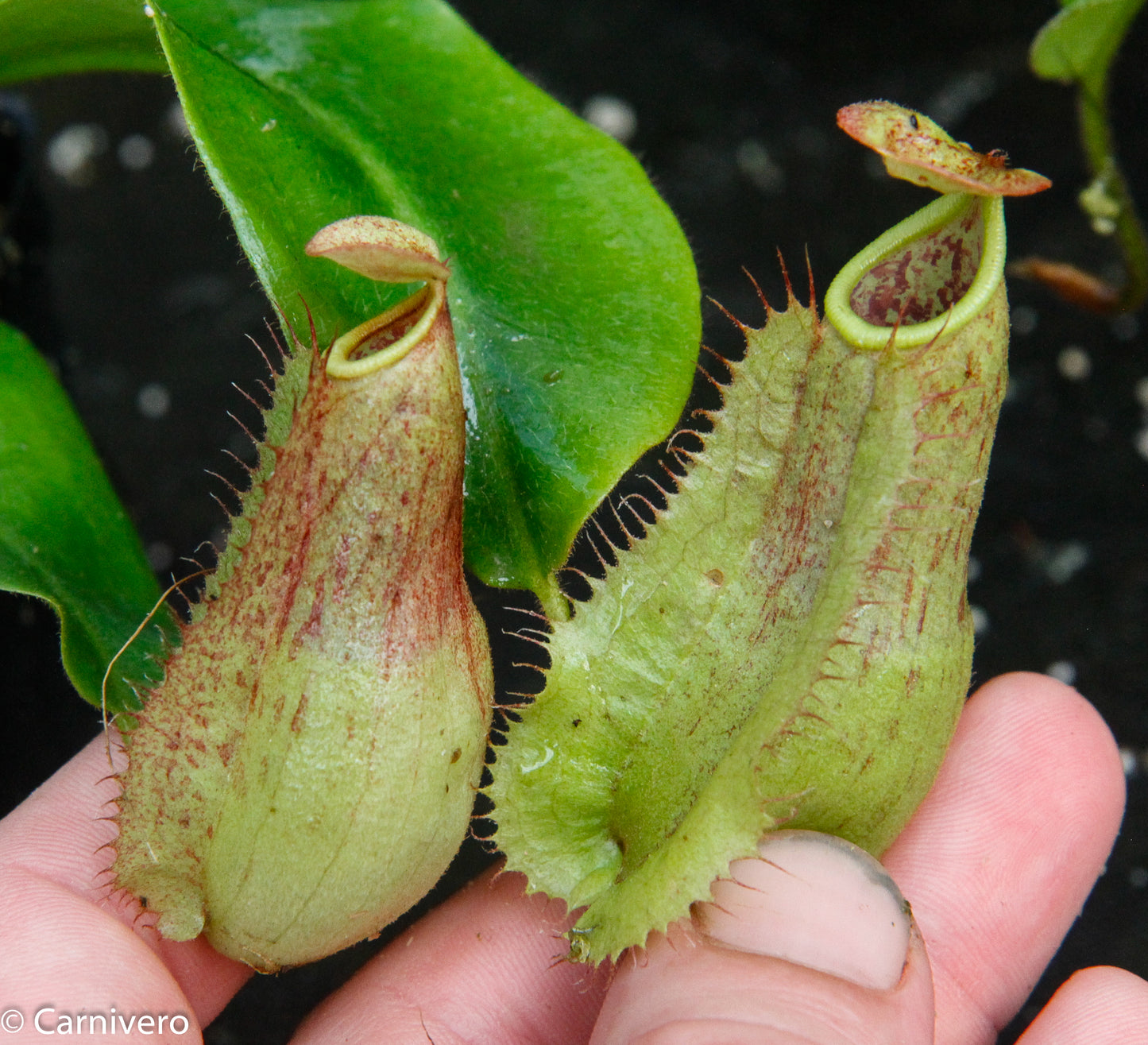 Nepenthes (tiveyi x veitchii) x Rokko