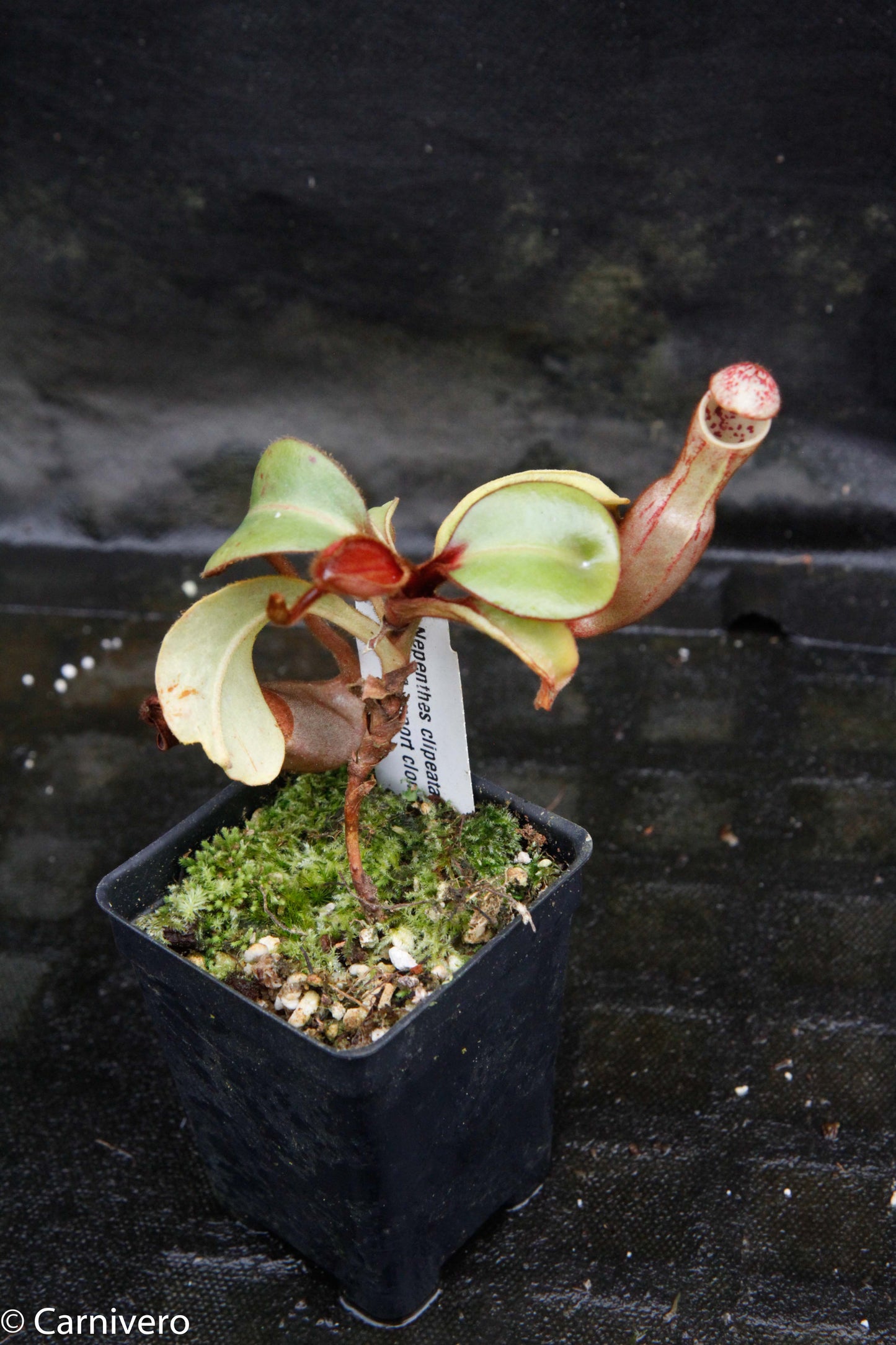 Nepenthes clipeata