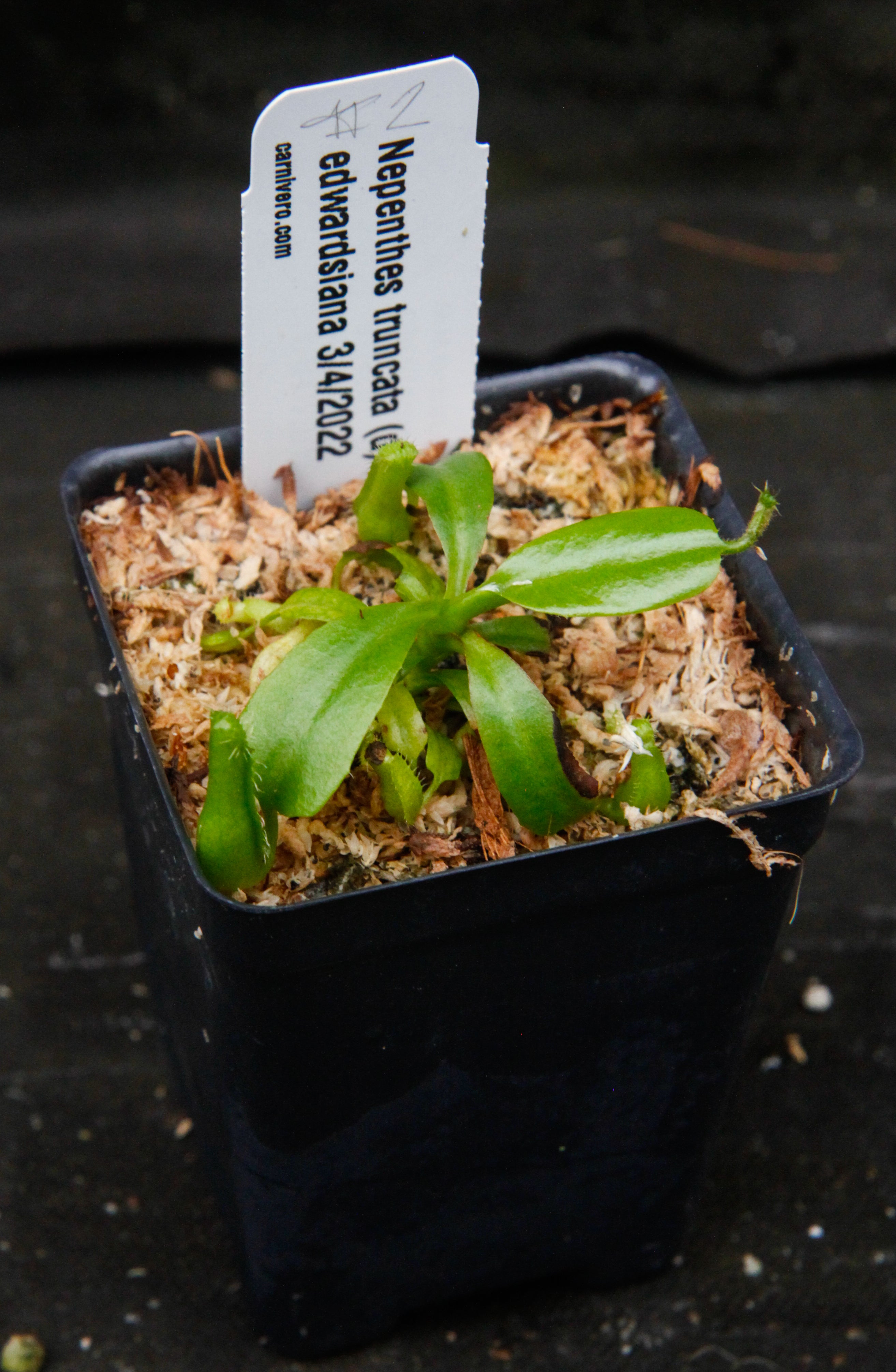 Nepenthes truncata (d) x edwardsiana, CAR-0218 – Carnivero
