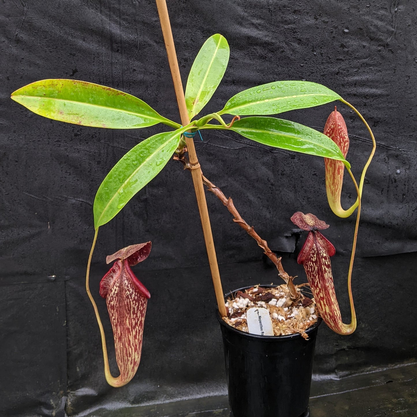 Nepenthes Rokko