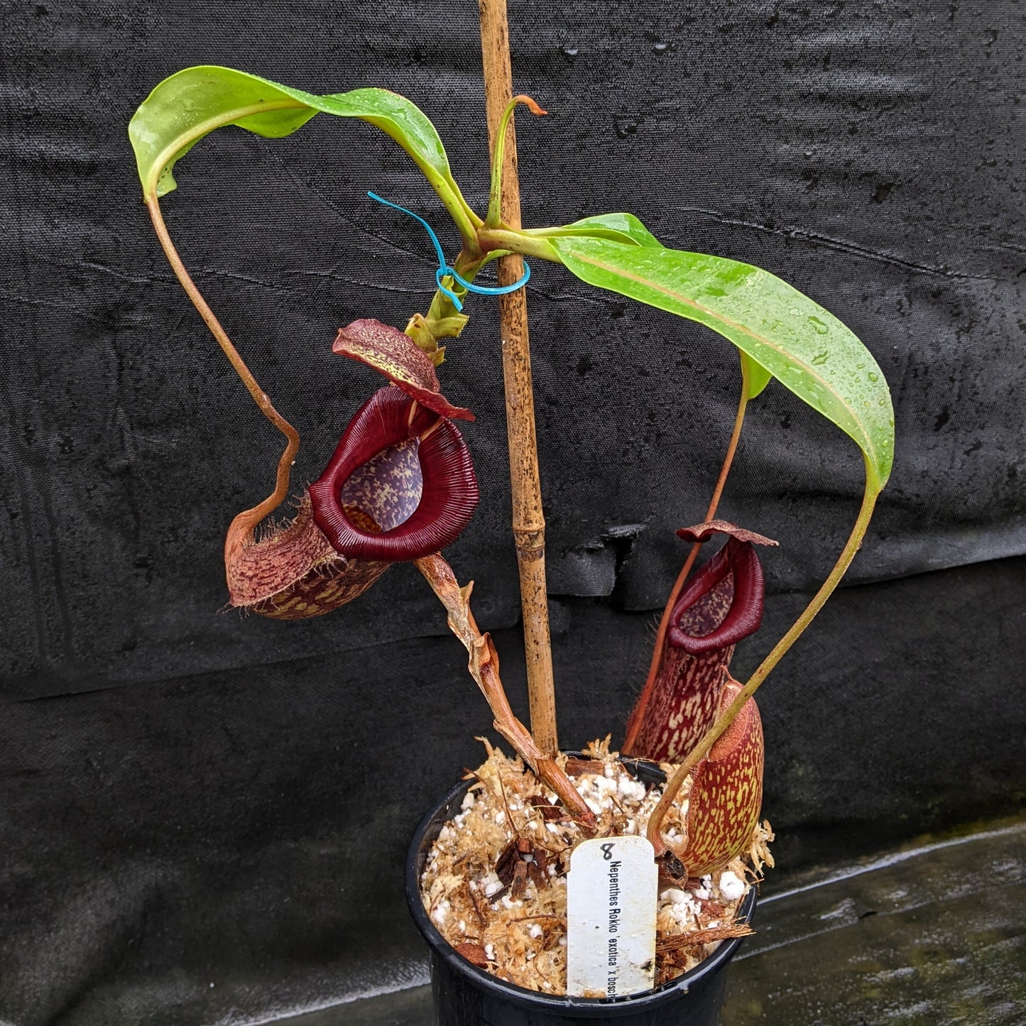 Nepenthes Rokko