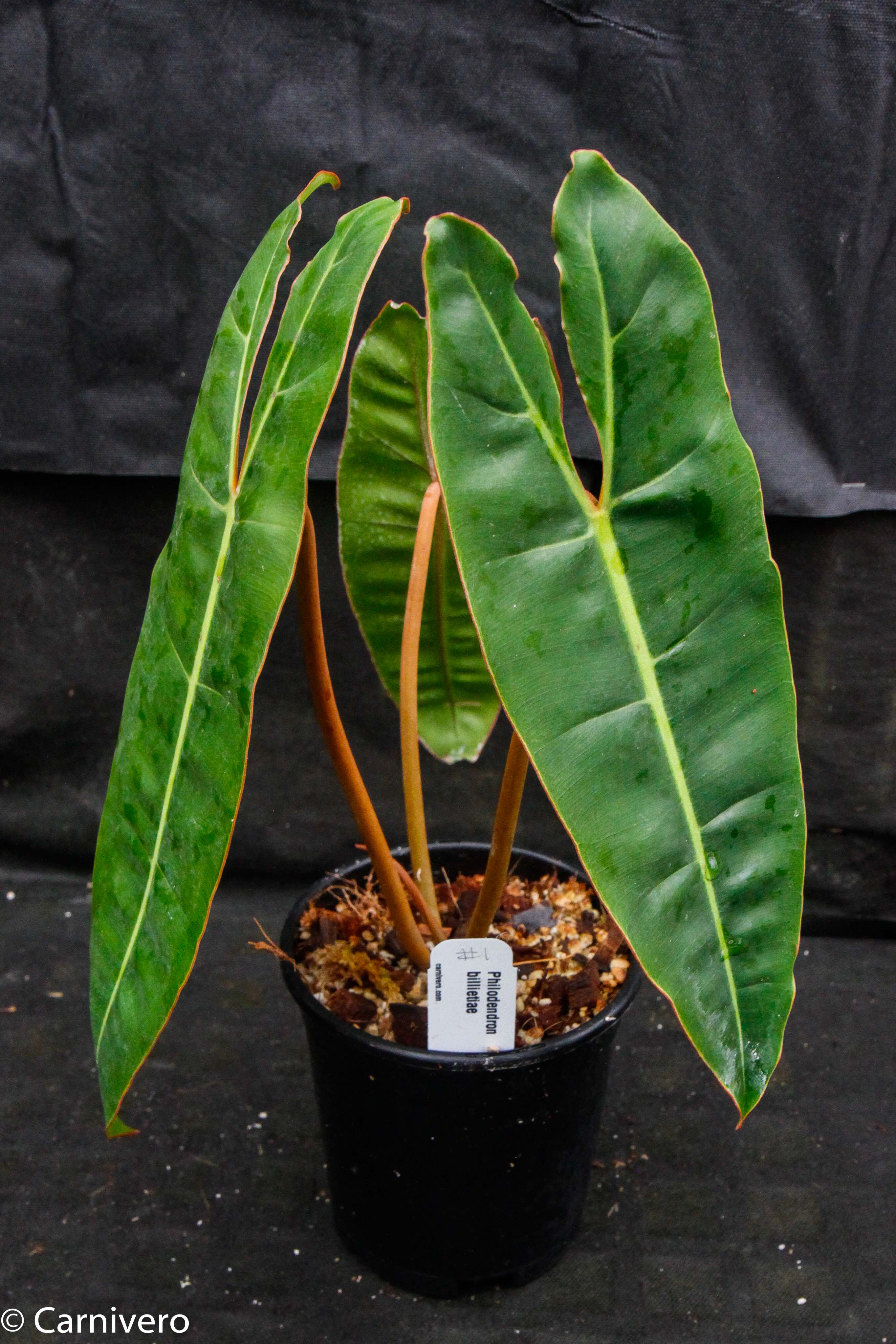 philodendron expensive Philodendron billietiae – Carnivero