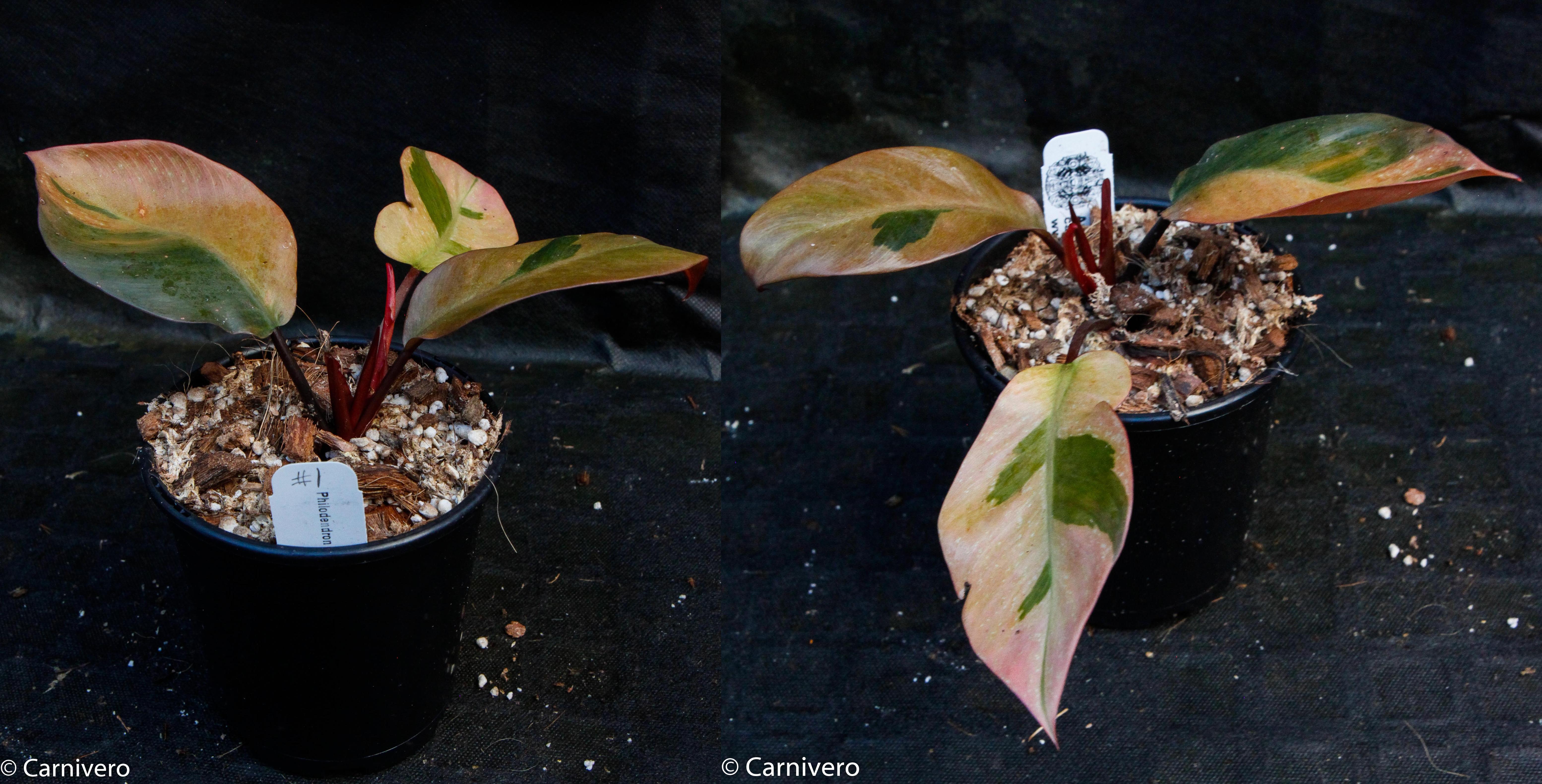 Philodendron Black Cardinal Variegated