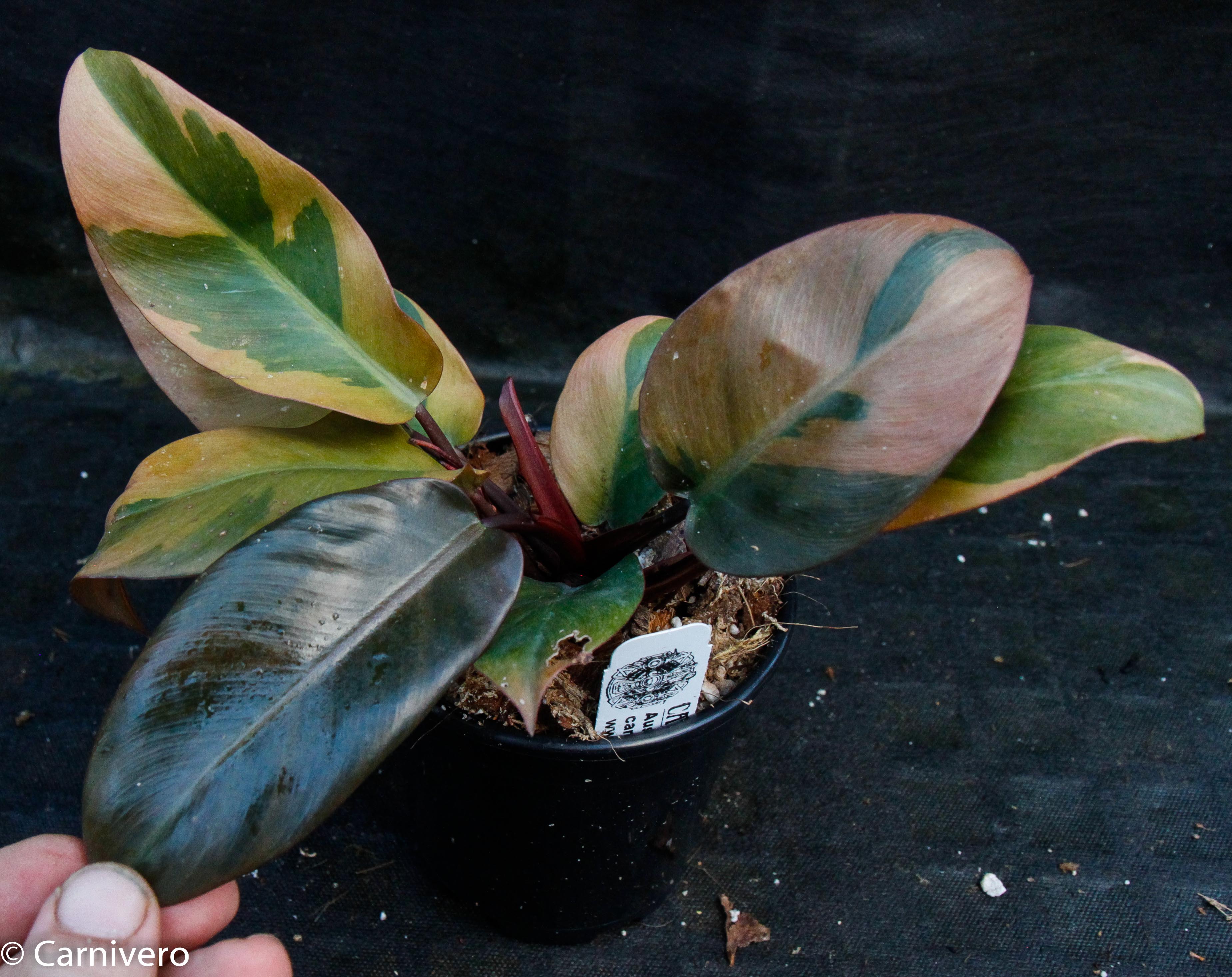Philodendron Black Cardinal Variegated