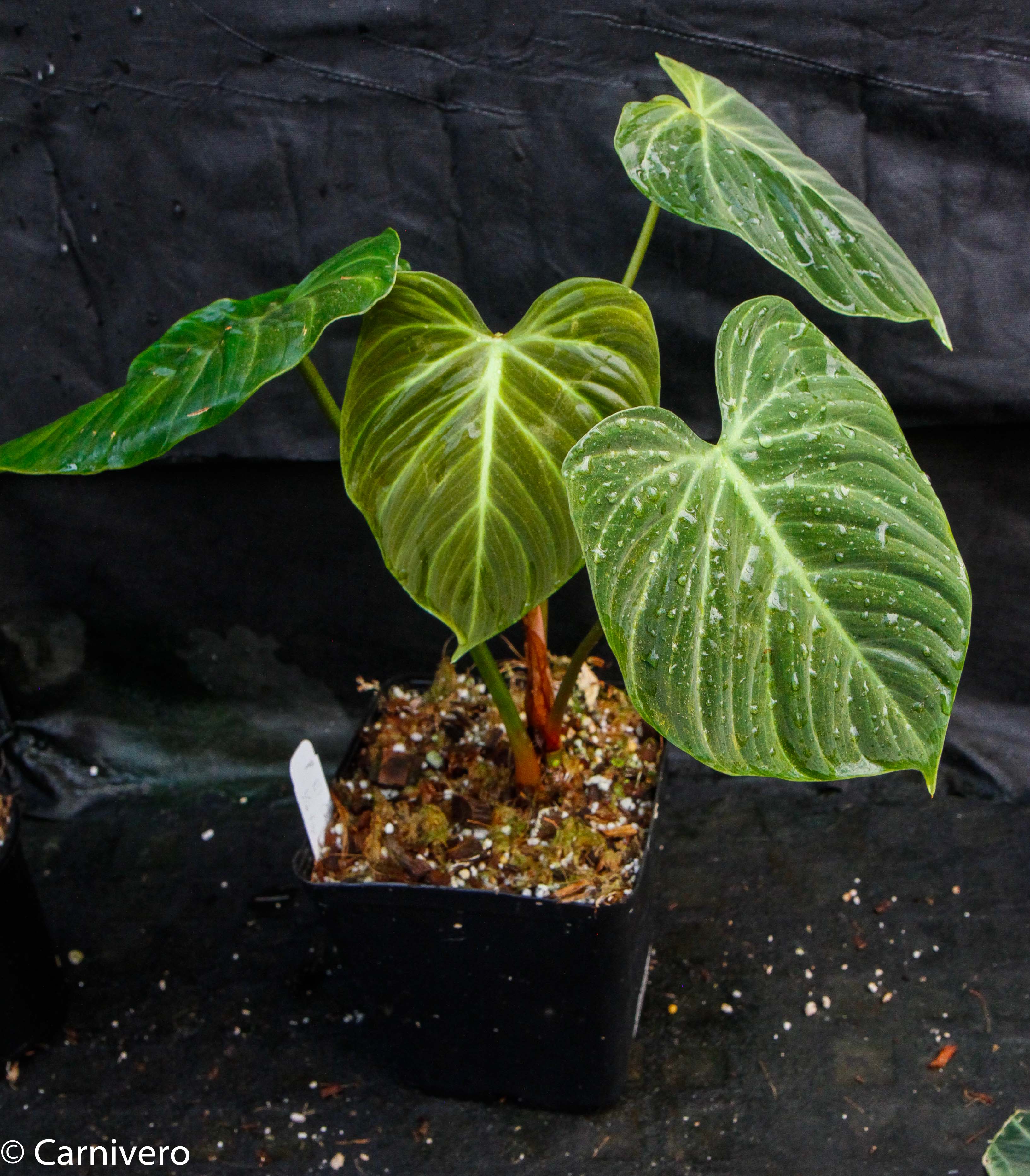 philodendron chocolate chip Philodendron rubrijuvenile (sp. El Choco Red) – Carnivero