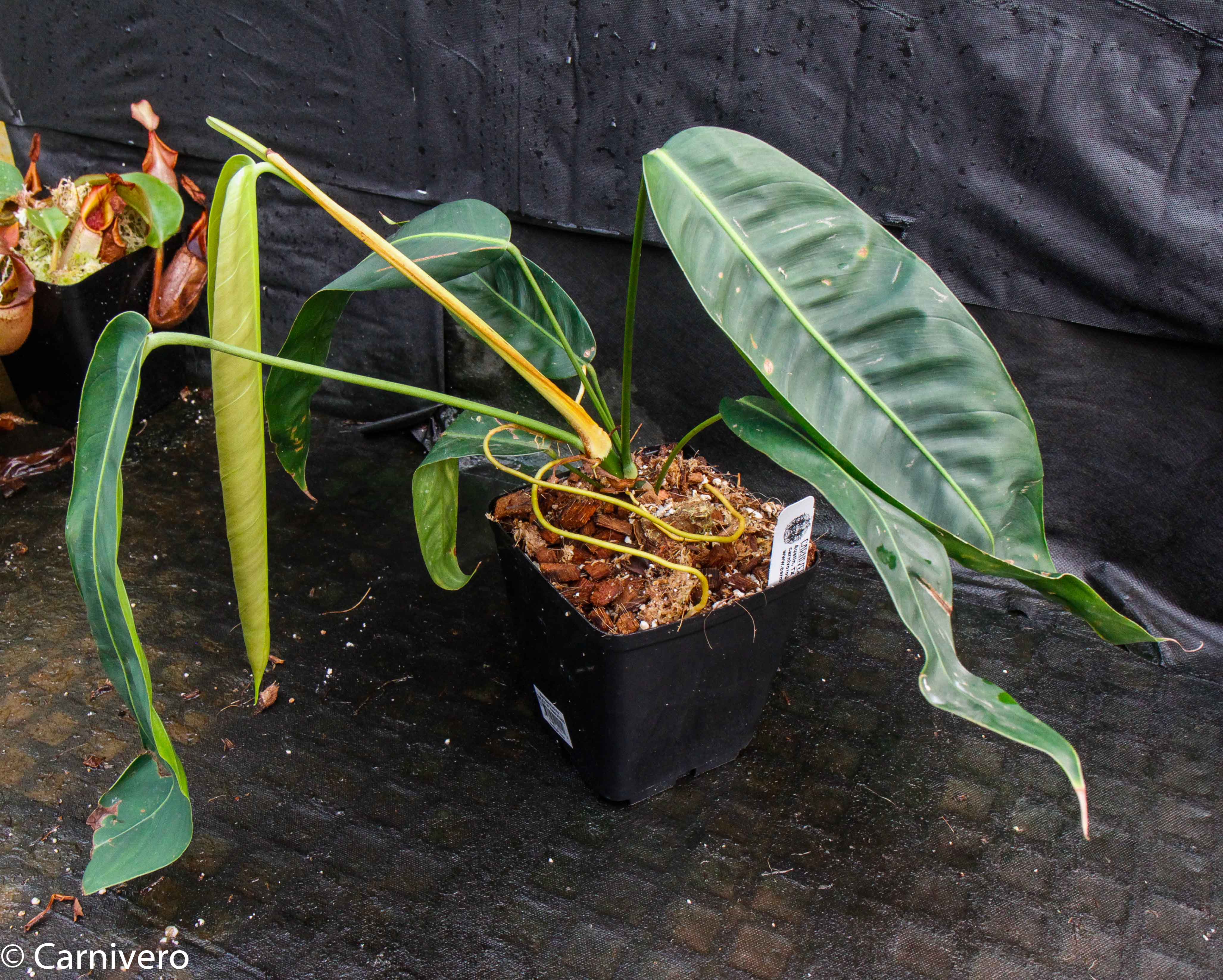 philodendron heterocraspedon x scherberichii Philodendron heterocraspedon