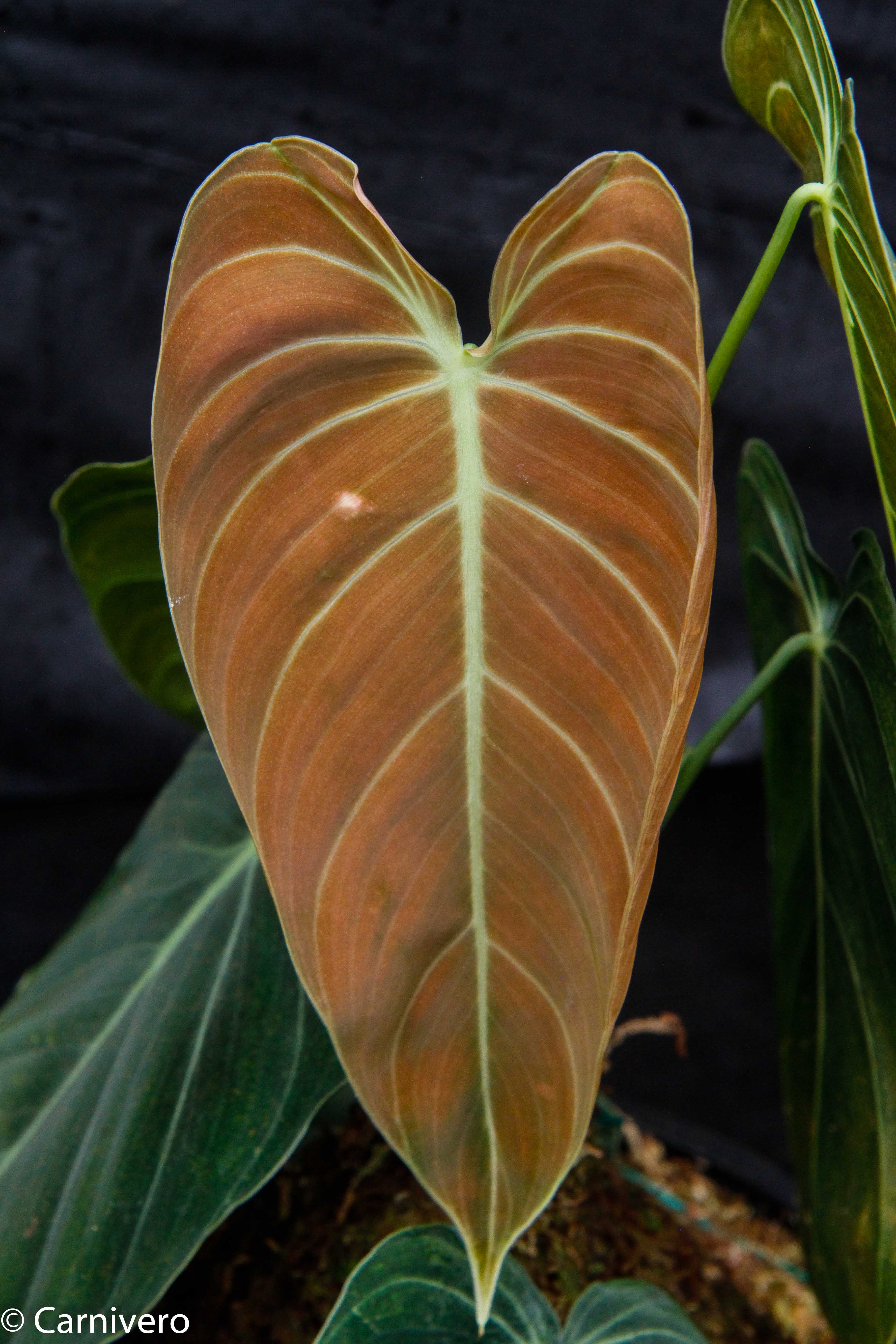 philodendron andreanum vs melanochrysum Philodendron melanochrysum