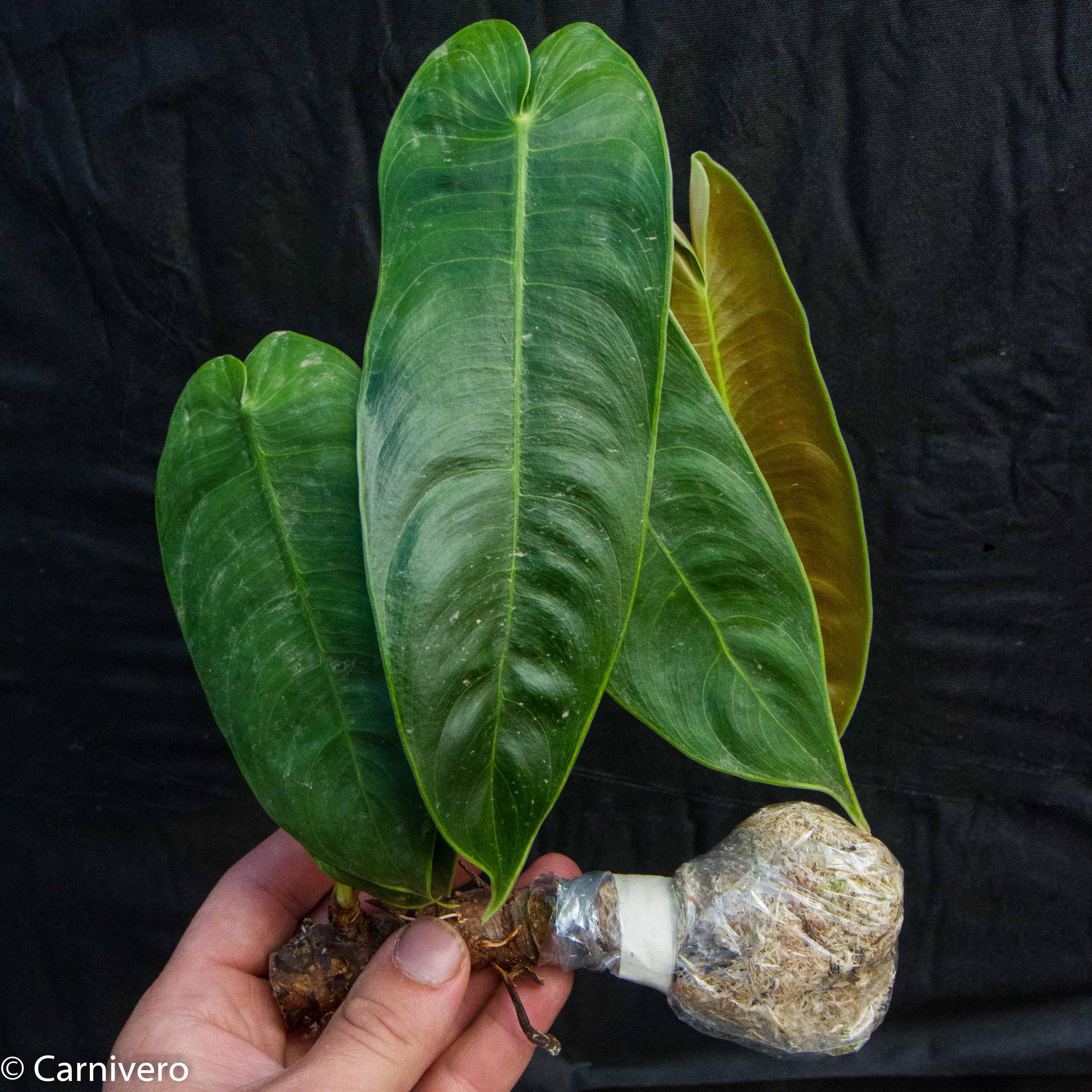 philodendron sharoniae san antonio Philodendron sharoniae