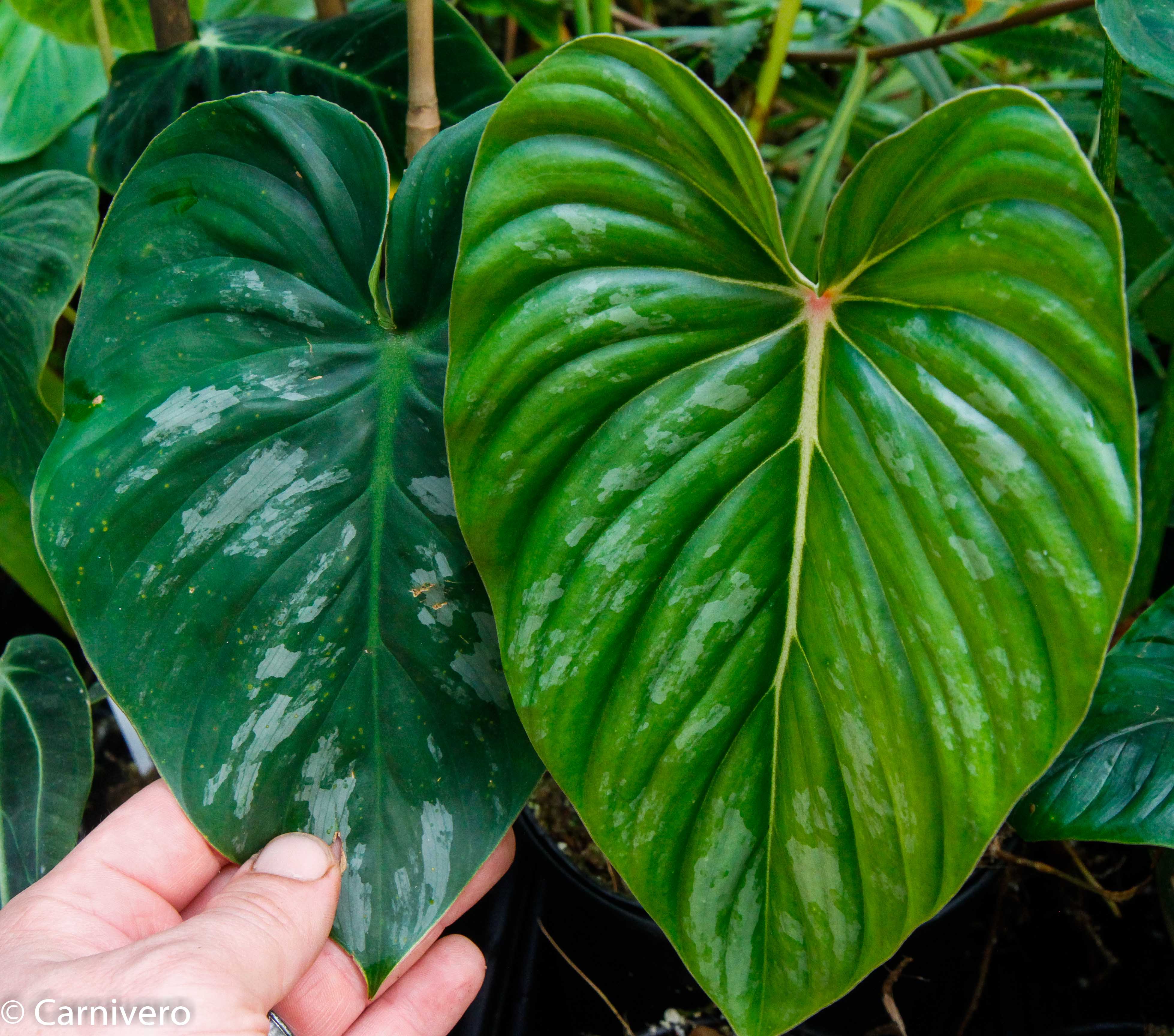 is philodendron sodiroi a climber Philodendron sodiroi aff – Carnivero