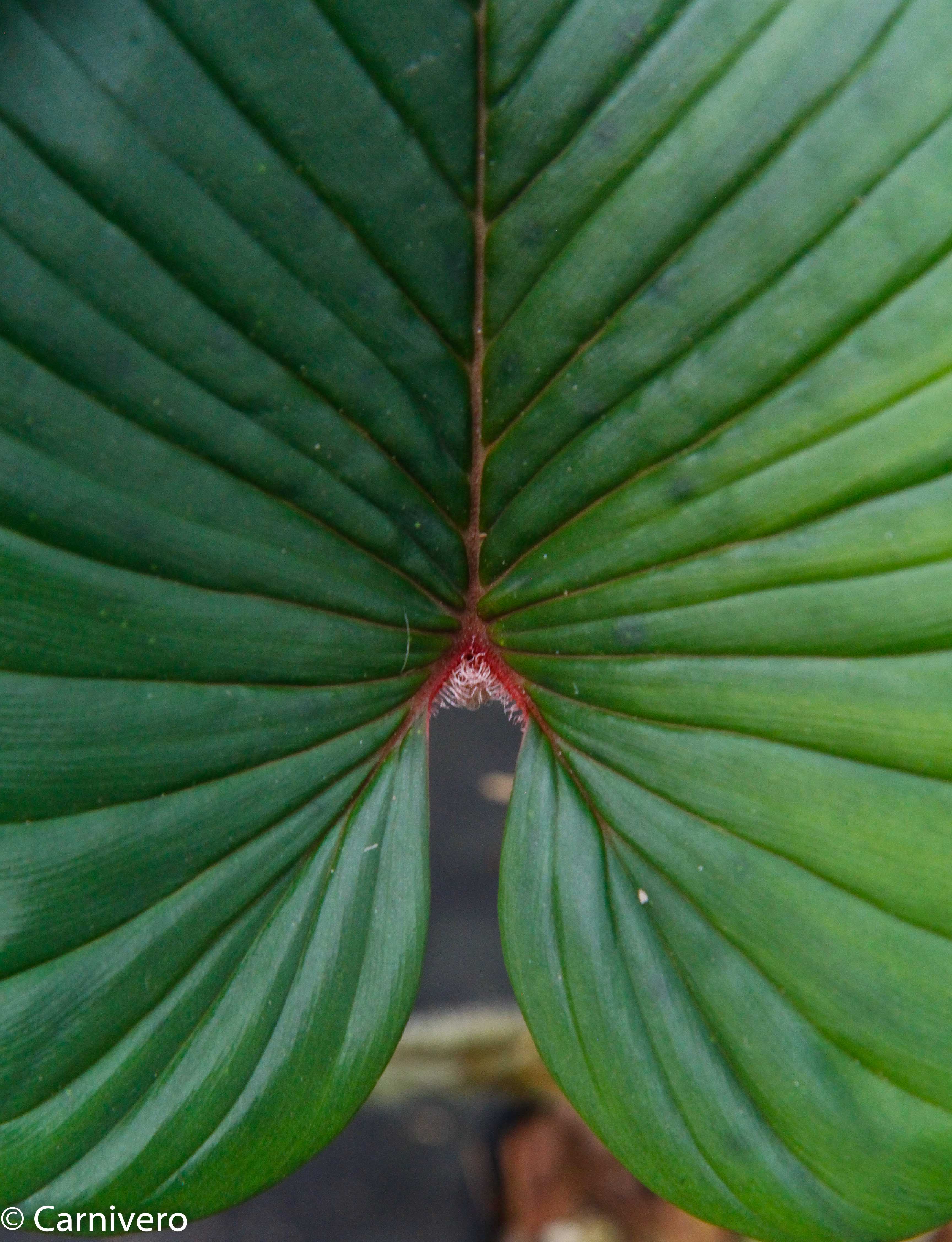 Philodendron squamicaule - order online at Foliage Factory