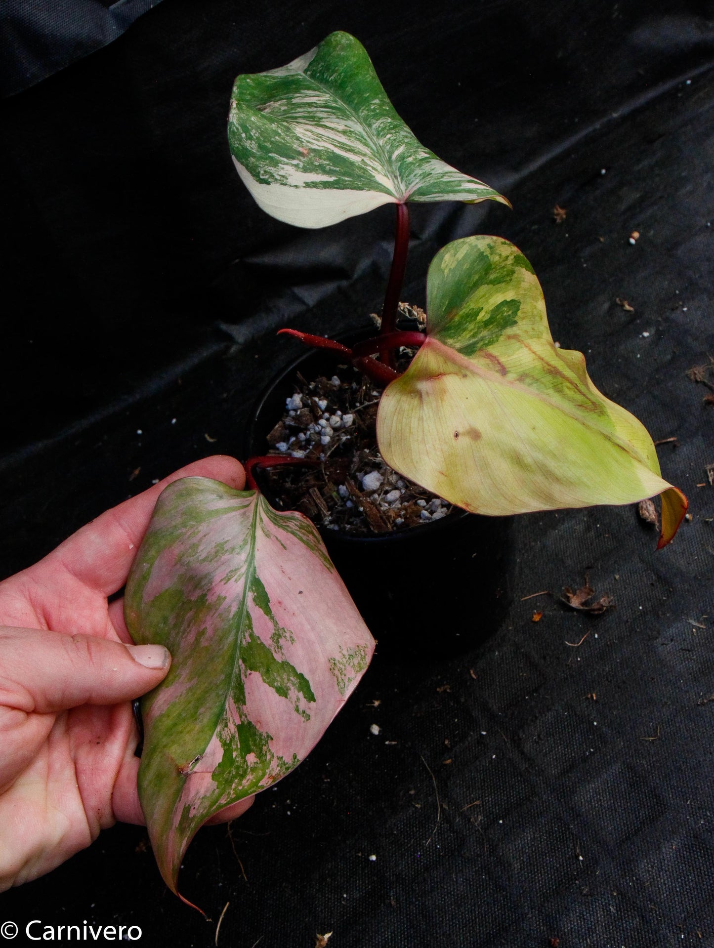 Philodendron Strawberry Shake - Exact Plant