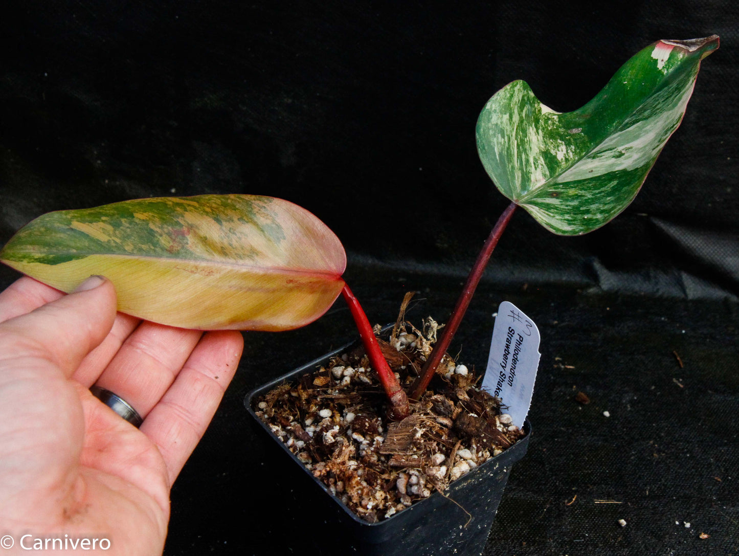 Philodendron Strawberry Shake - Exact Plant