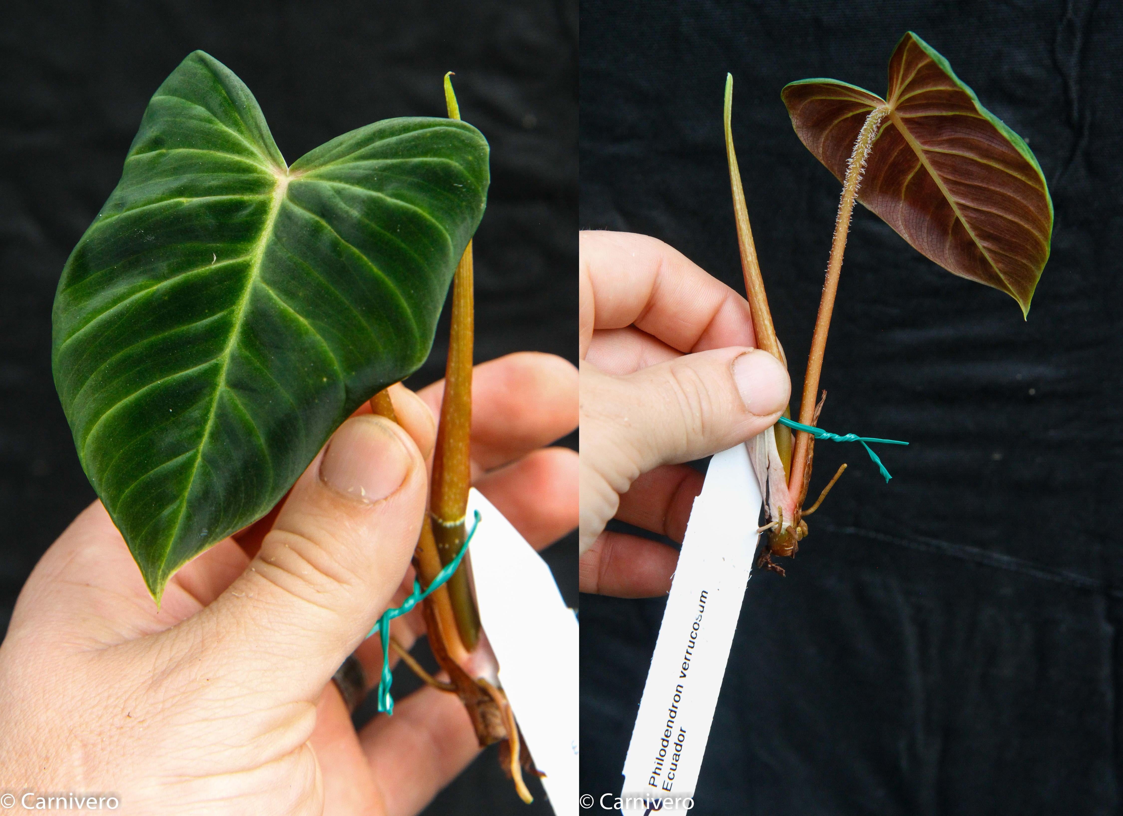 philodendron ecuadorian Philodendron verrucosum Ecuador – Carnivero