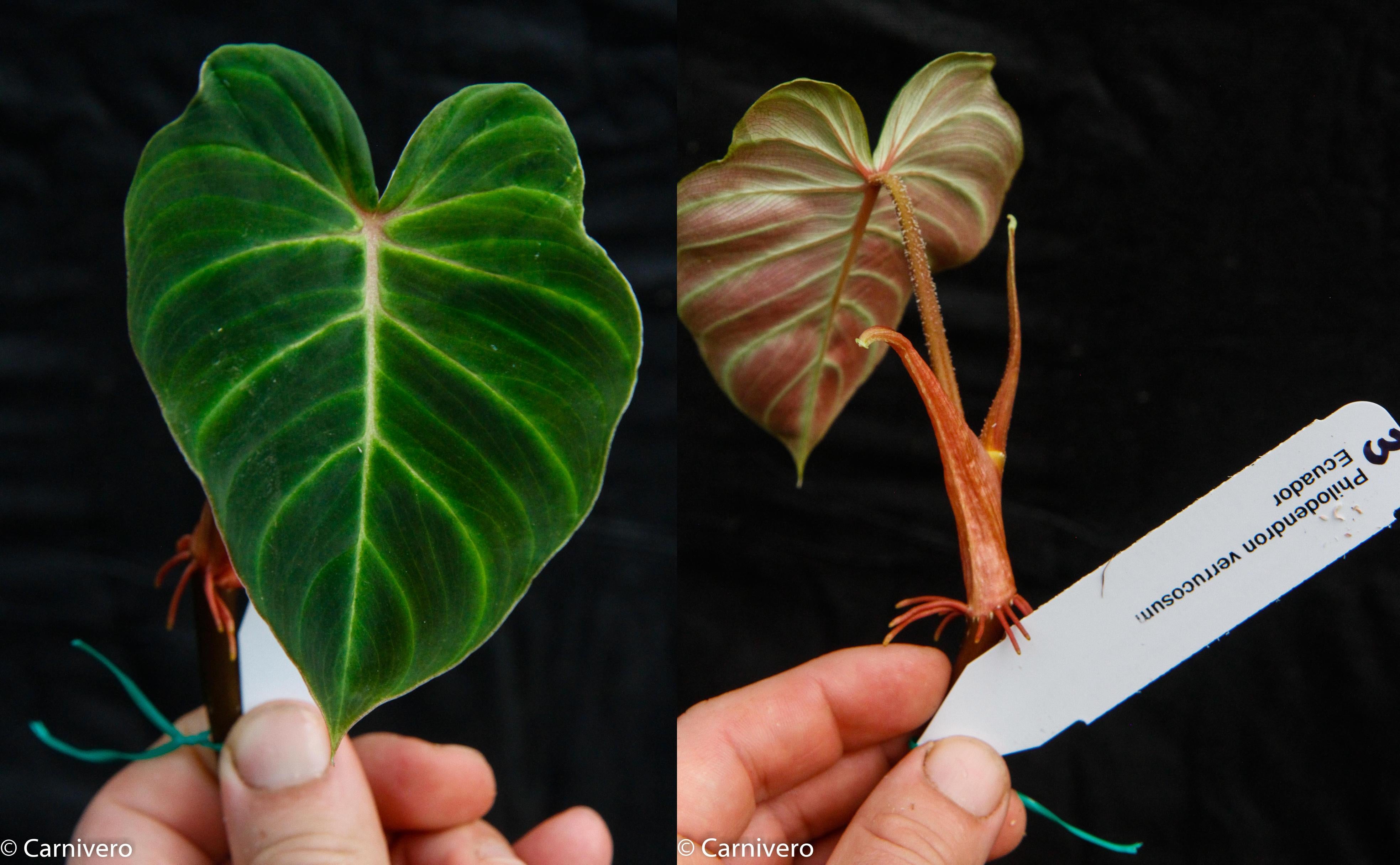 philodendron ecuadoriense Philodendron verrucosum Ecuador