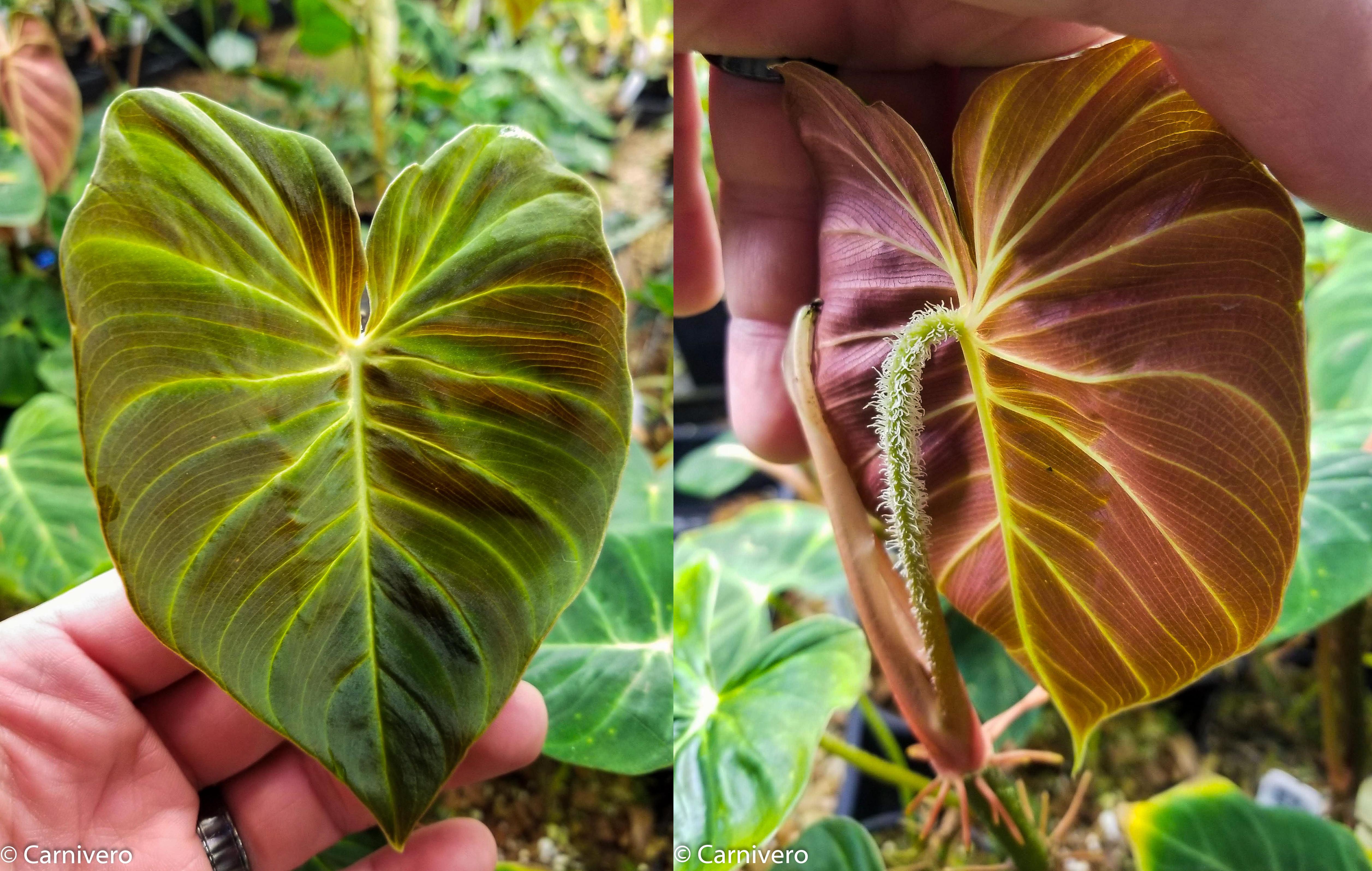 ecuador philodendron pot Philodendron verrucosum Ecuador – Carnivero