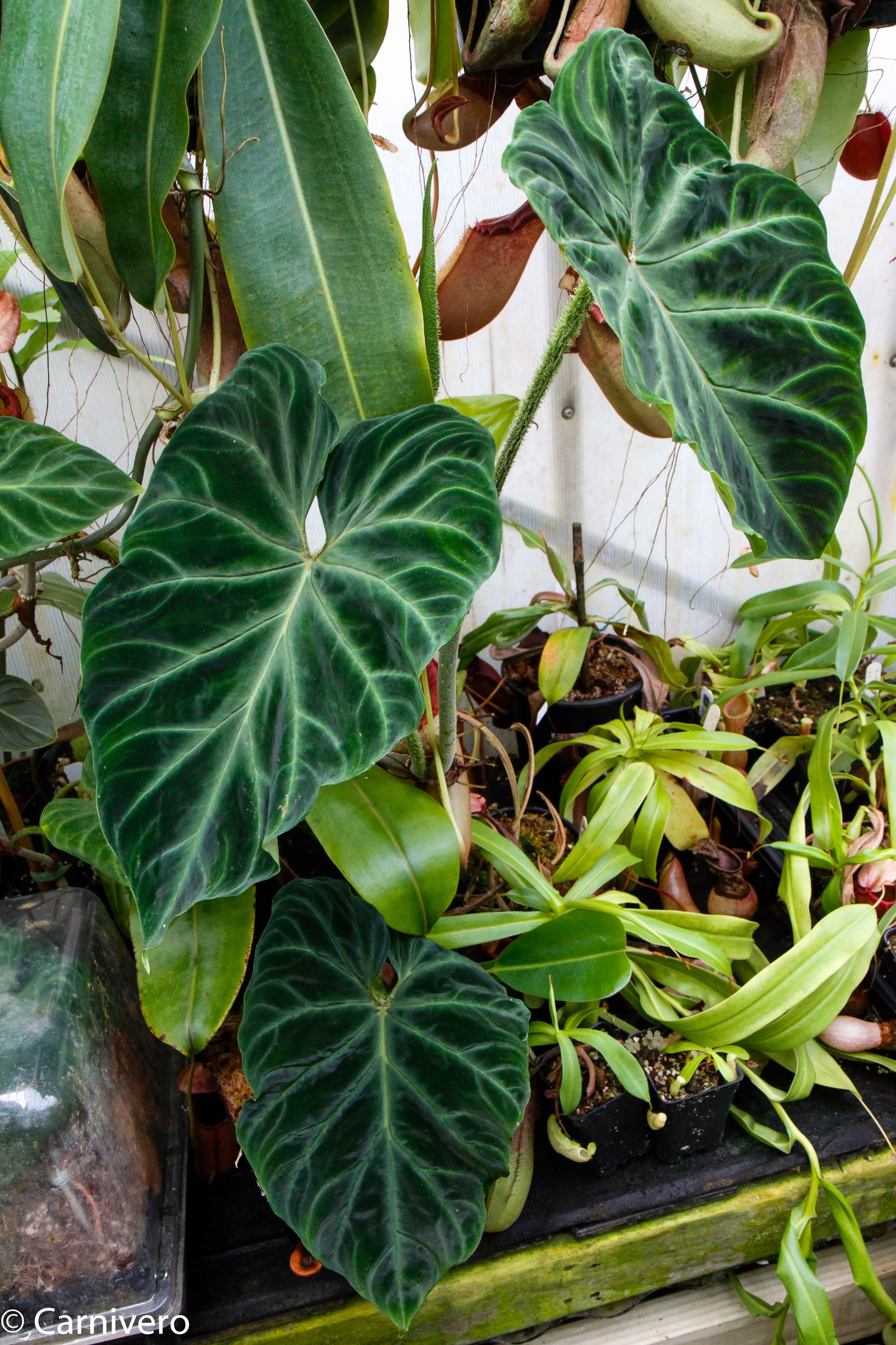 philodendron verrucosum sale Philodendron verrucosum – Carnivero