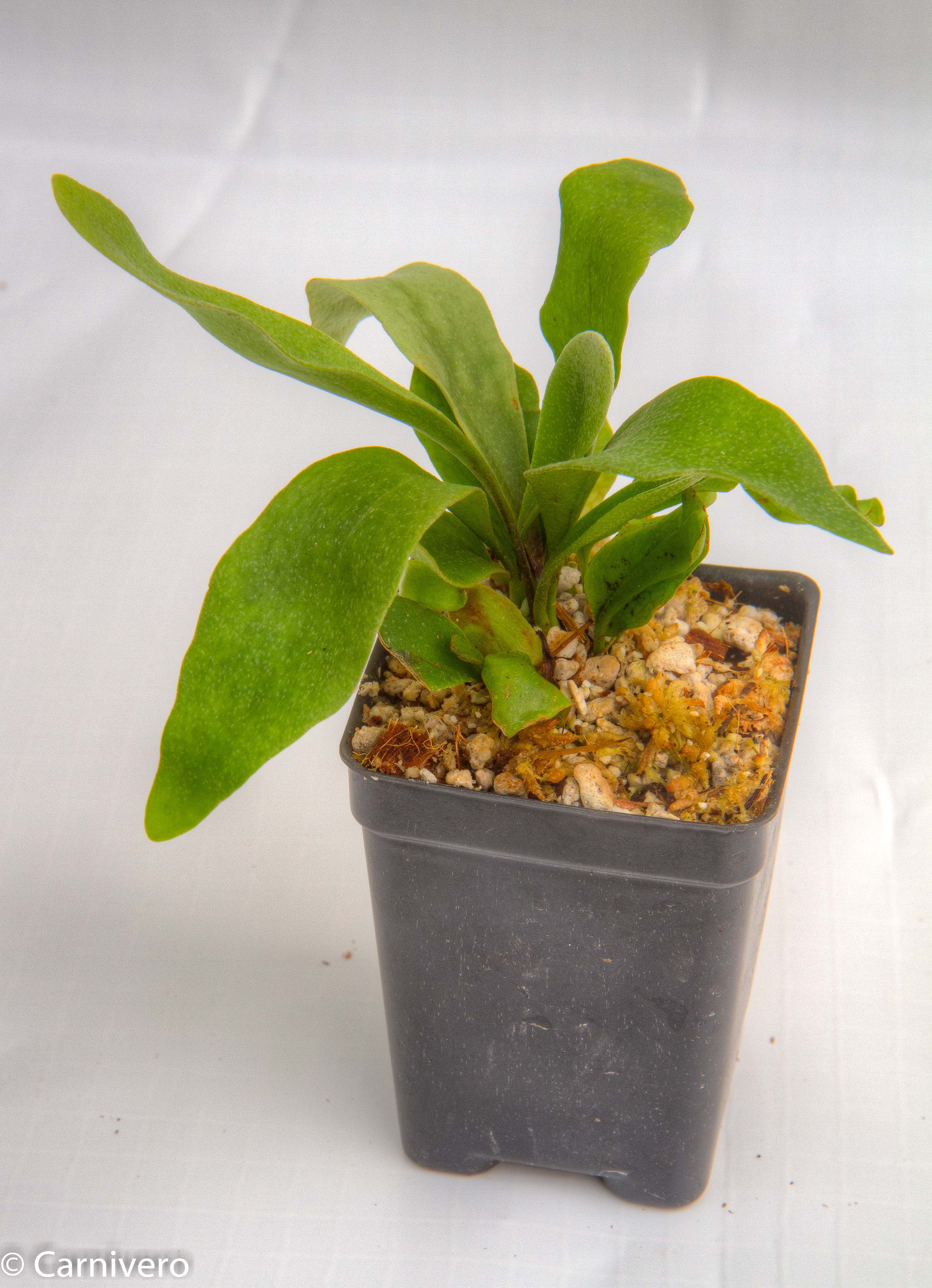 Platycerium bifurcatum 