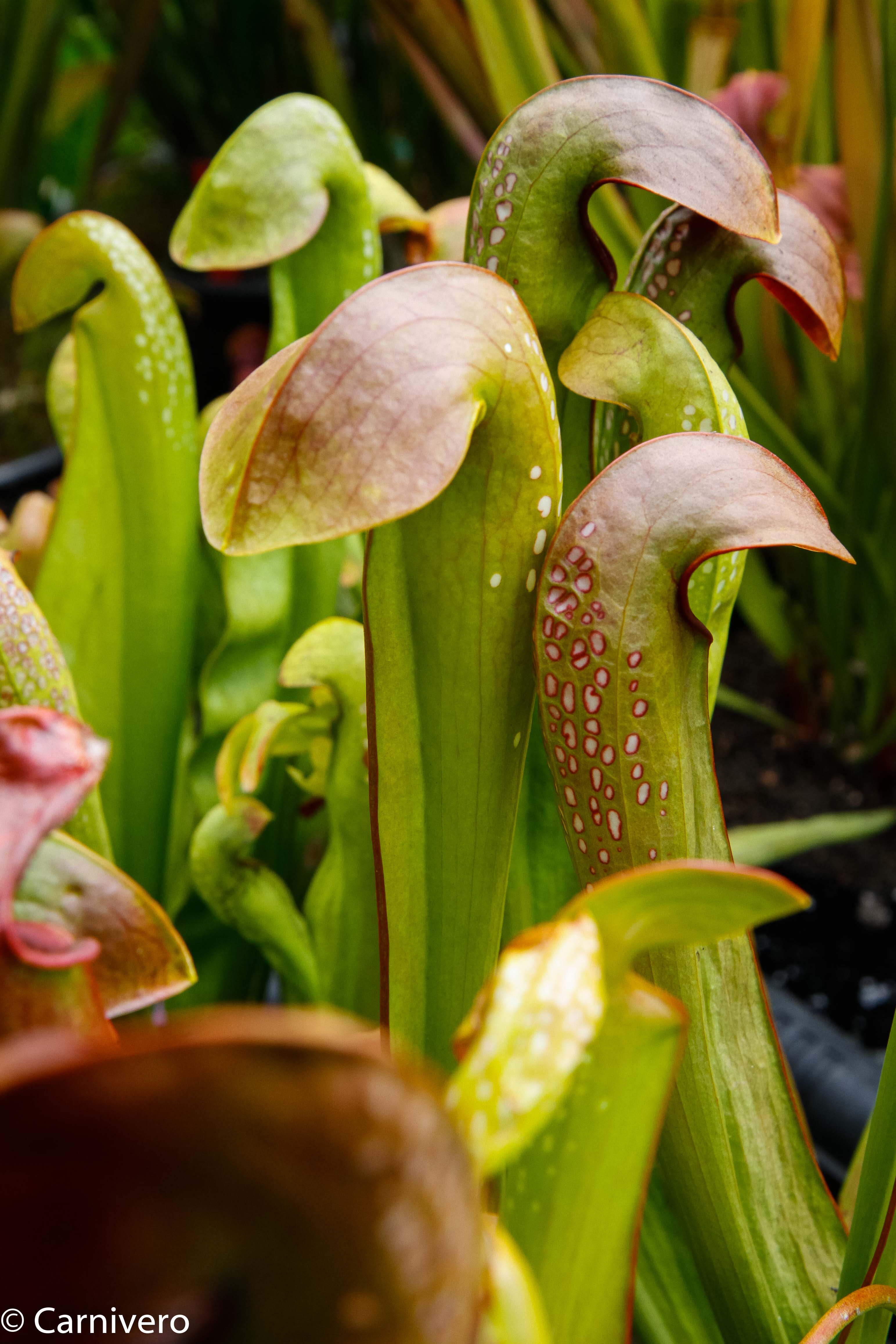Sarracenia minor var. minor f. viridescens　・食虫植物・サラセニア ミノール ビリデスケンス