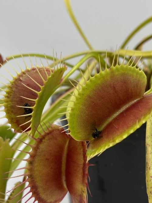 Venus Flytrap- Dionaea muscipula 