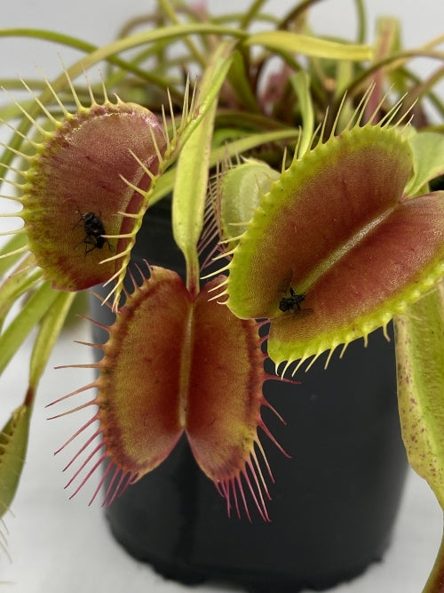 Venus Flytrap- Dionaea muscipula 