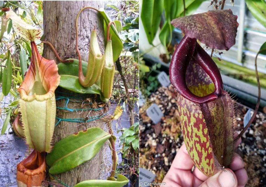 Nepenthes (tiveyi x veitchii) x Rokko 