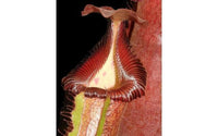 Nepenthes Trusmadiensis x robcantleyi, pitcher plant, carnivorous plant, collectors plant, large pitchers, rare plants 