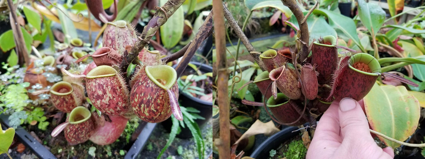 Nepenthes ampullaria (Tricolor x Purple Stripe 2), CAR-0180