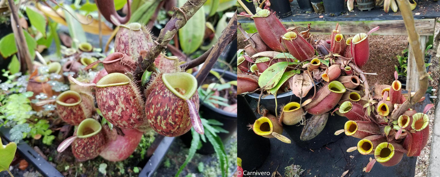 Nepenthes ampullaria (Tricolor x Purple Stripe #1), CAR-0293