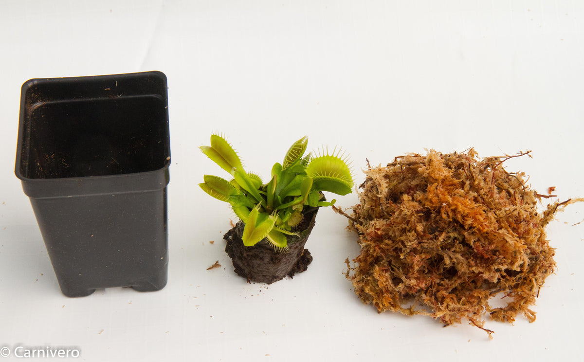 Dormant venus fly shop trap