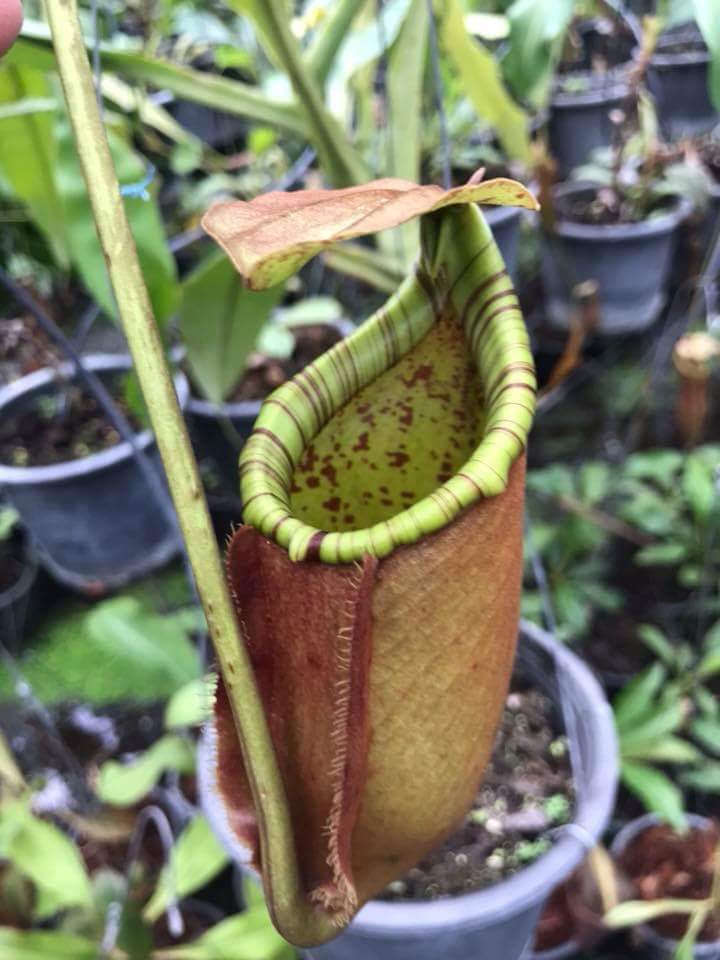 Nepenthes bicalcarata x northiana – Carnivero