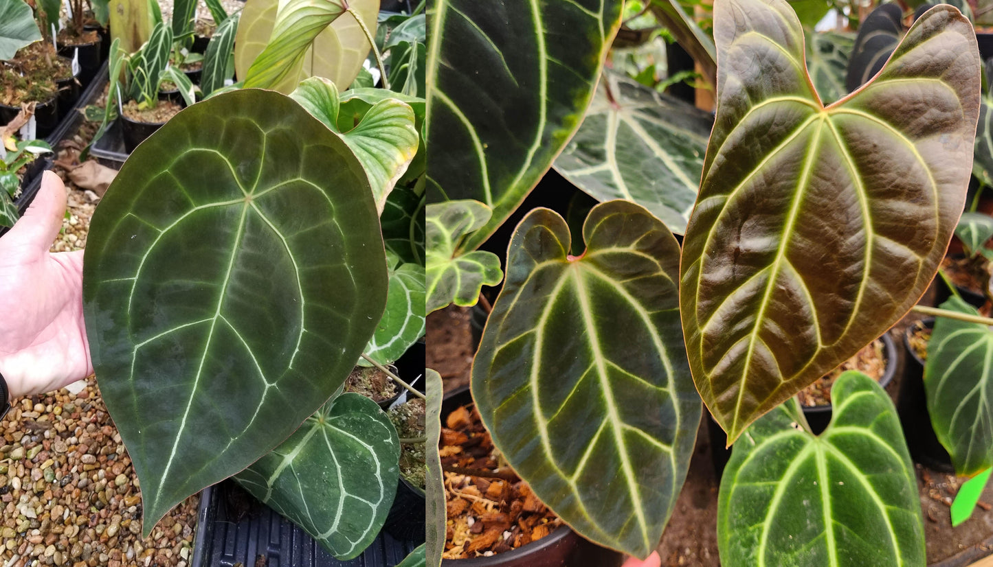 Anthurium forgetii Dark x sp. nov Darién (besseae aff.), CAR-0313