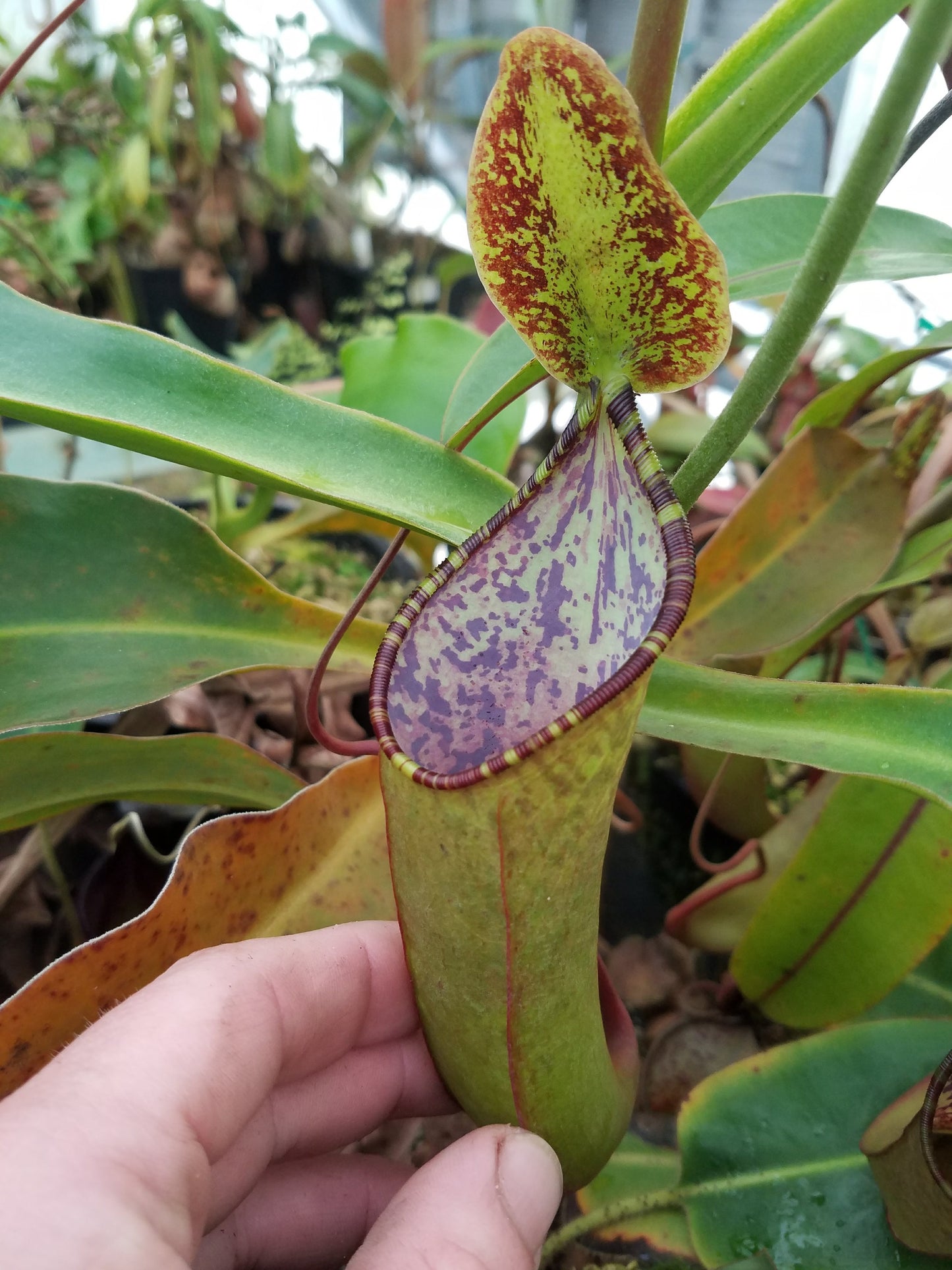 Nepenthes lowii x tentaculata