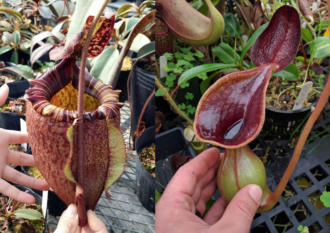 Nepenthes peltata x lowii – Carnivero