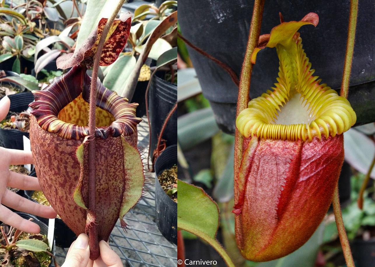 食虫植物ネペンテス　ペルタタxビロサ Nepenthes peltata x villosa – Carnivero