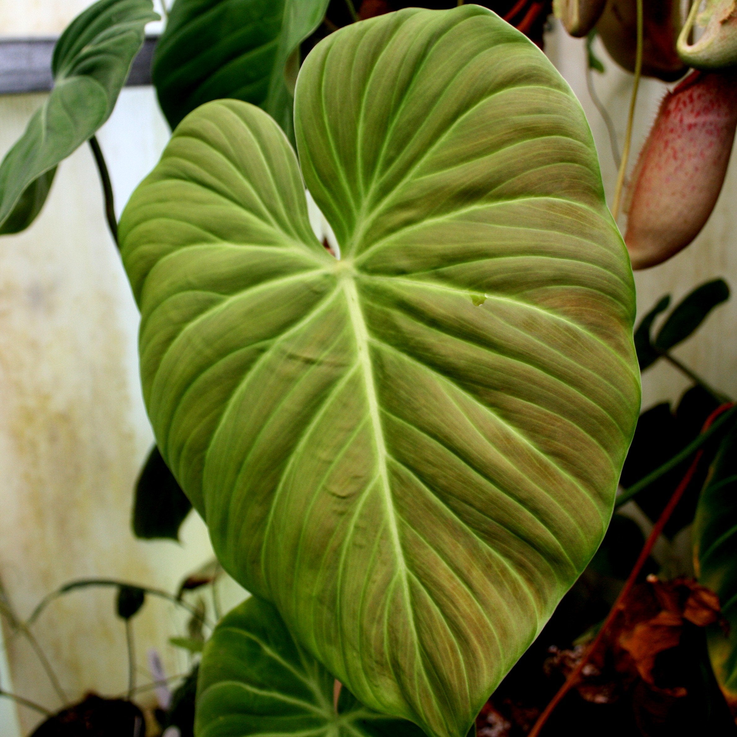 philodendron verrucosum el choco red Philodendron rubrijuvenile (sp. El Choco Red) – Carnivero